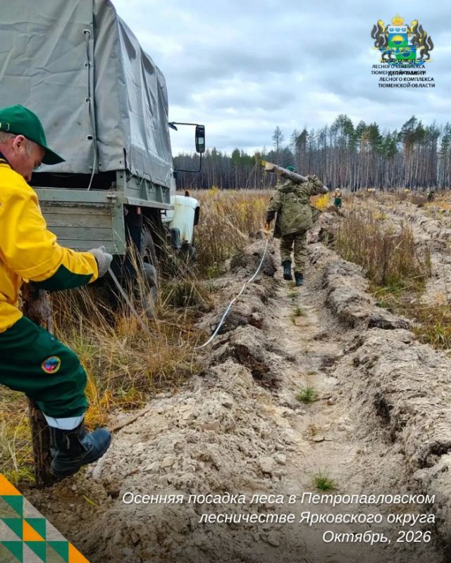 В Ярковском филиале Тюменской авиабазы восстанавливают лес после пожара В Ярковском филиале Тюменской авиабазы восстанавливают лес после пожара