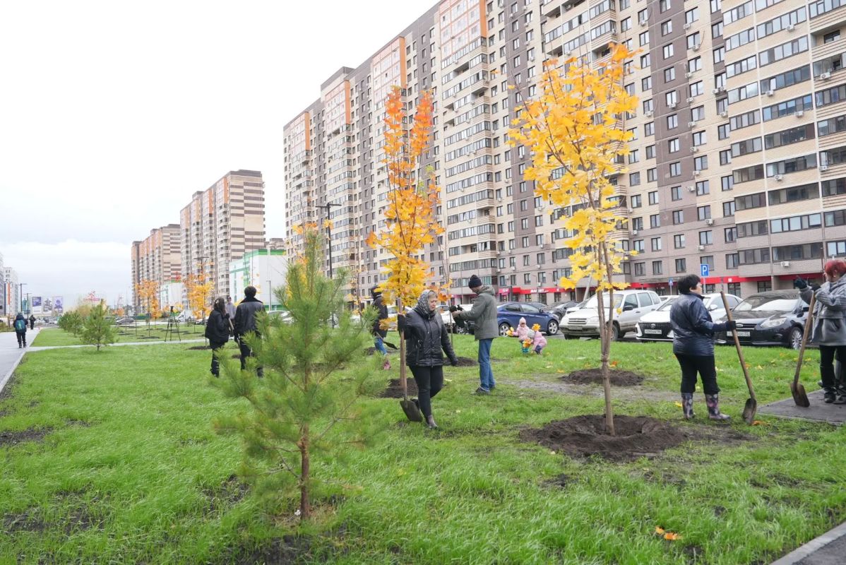 Во вторник на Мысу высадили кленовую аллею Во вторник на Мысу высадили кленовую аллею