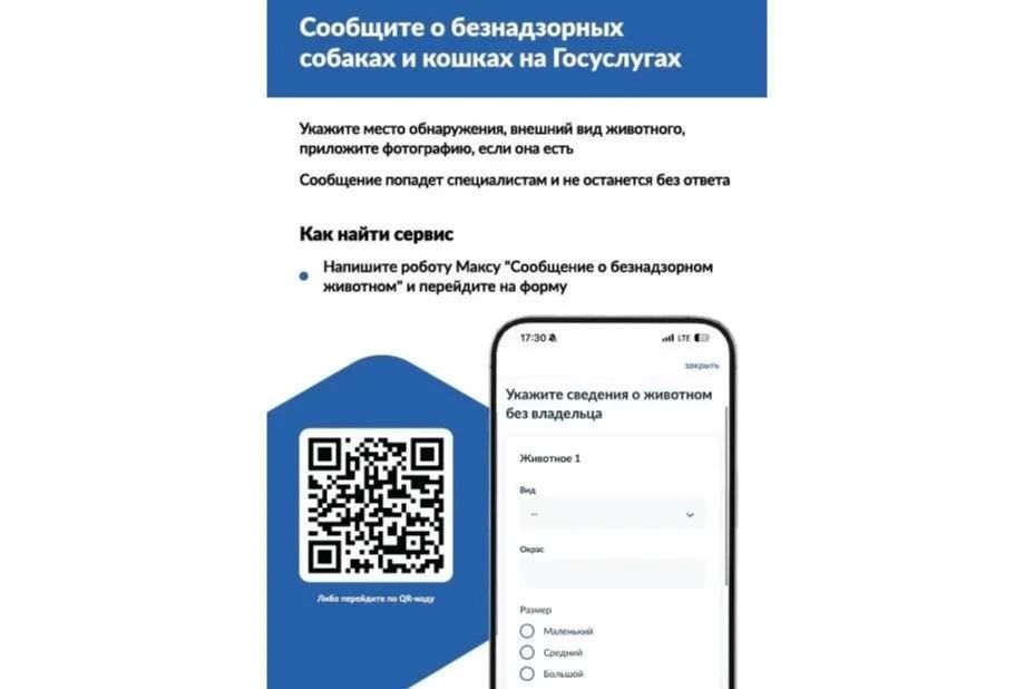 Увидели бездомное животное? Теперь о нем можно сообщить на «Госуслугах» за 2 минуты