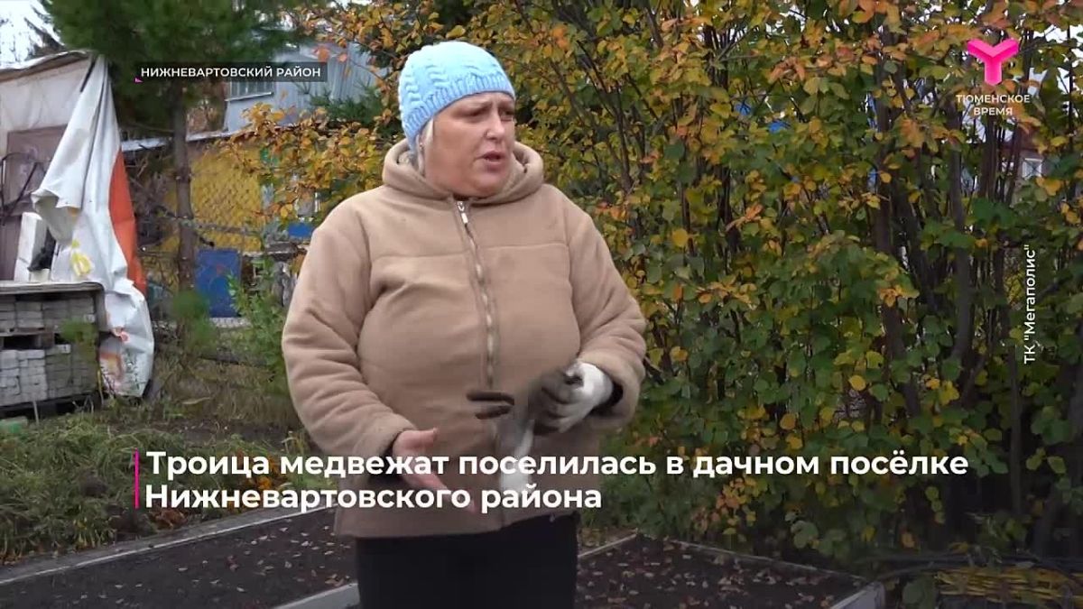 Троица медвежат решила поселиться в дачном посёлке Нижневартовского района