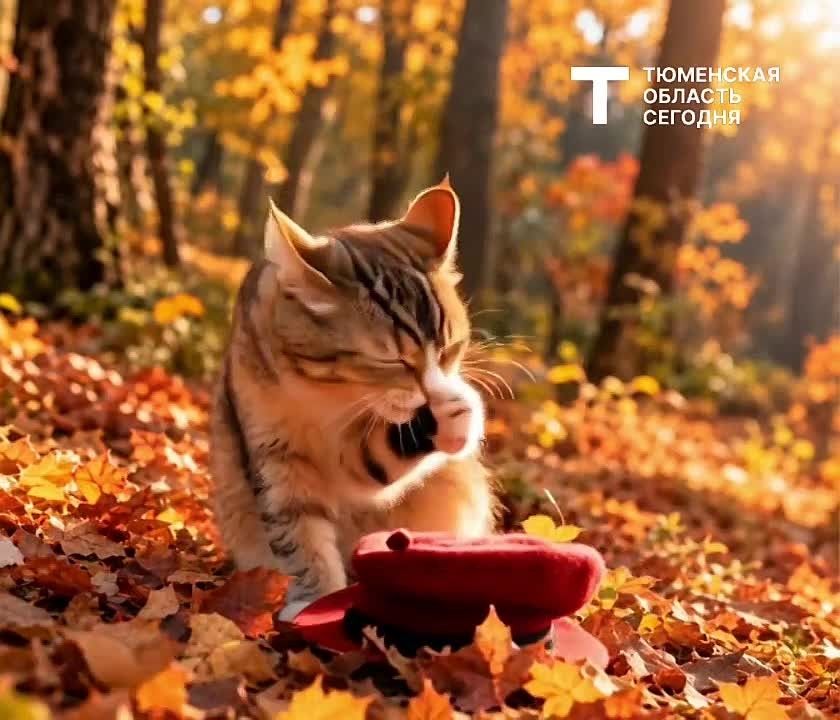 А дождь нам не помеха! Погода на выходные