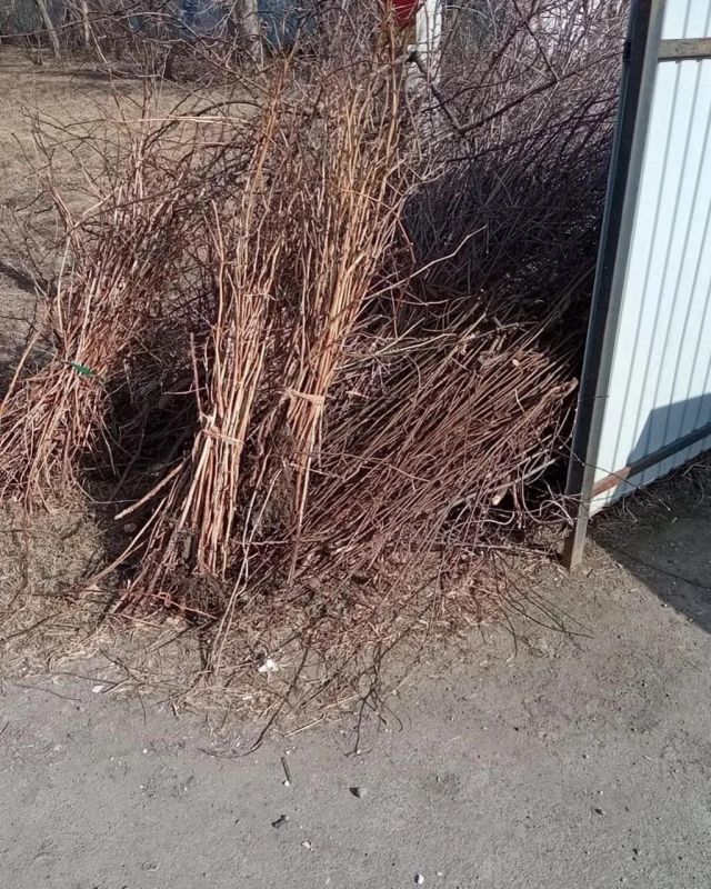 Главные правила сезонной уборки от регоператора Главные правила сезонной уборки от регоператора