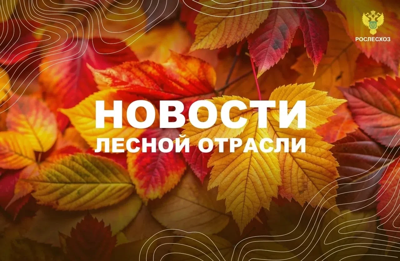 AK&M: Рослесхоз: заготовленную древесину с федеральных земель приобрести стало проще