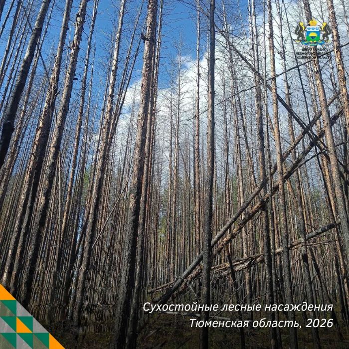 В 2027 году в Тюменской области оздоровят более 1 300 га леса В 2027 году в Тюменской области оздоровят более 1 300 га леса