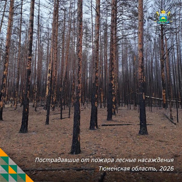 В 2027 году в Тюменской области оздоровят более 1 300 га леса В 2027 году в Тюменской области оздоровят более 1 300 га леса