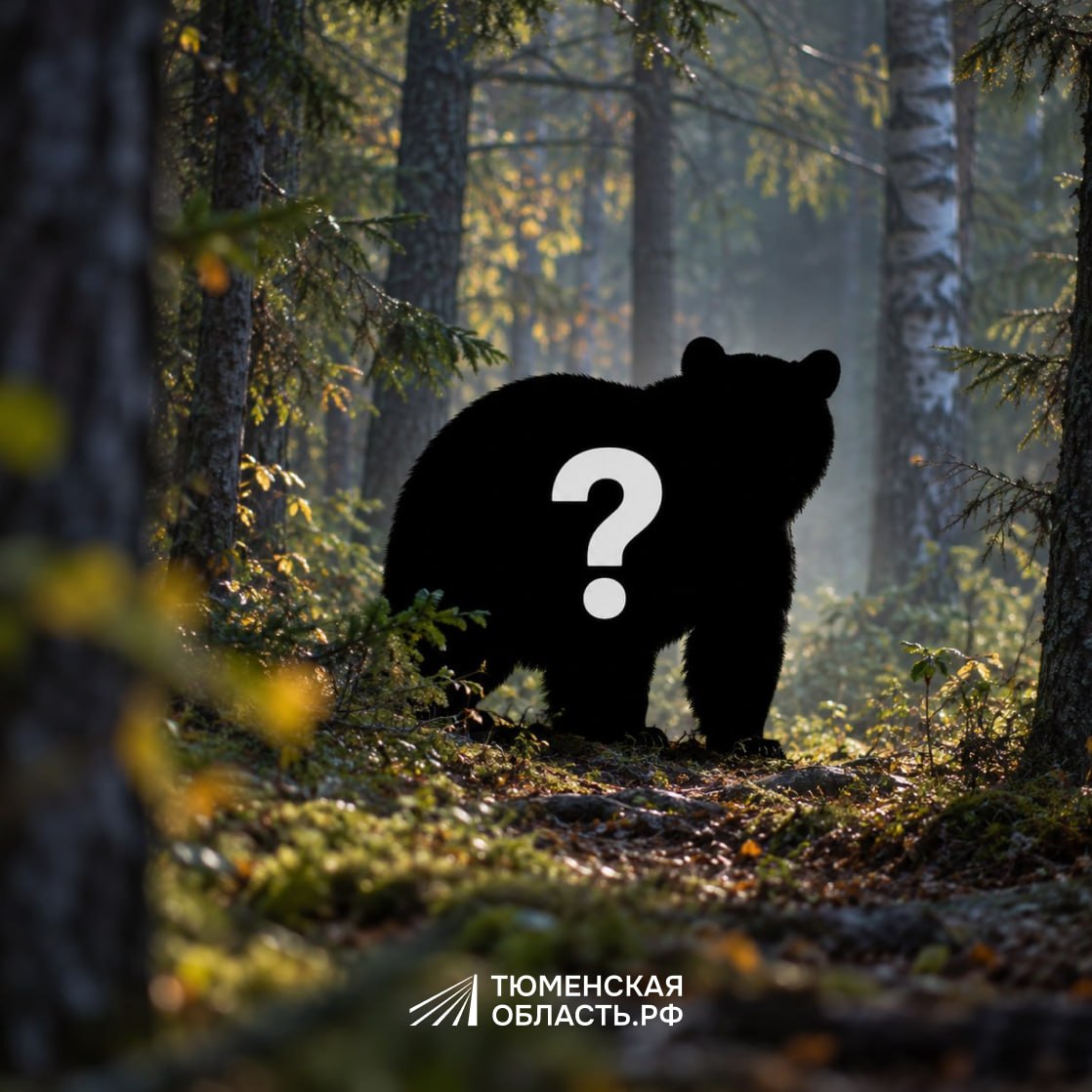 В Тюменском округе бродит медведь? Так ли это?