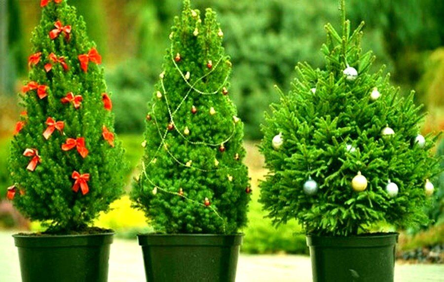 ������� ������� �� ����� ���: ��� ������� ���������� ������� ��������