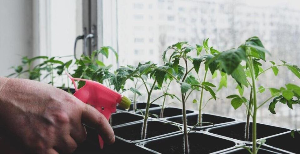 Подкормка рассады томатов для успешного роста