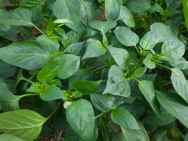 Секреты успешного нормирования перца: как вырастить крупный и сочный урожай