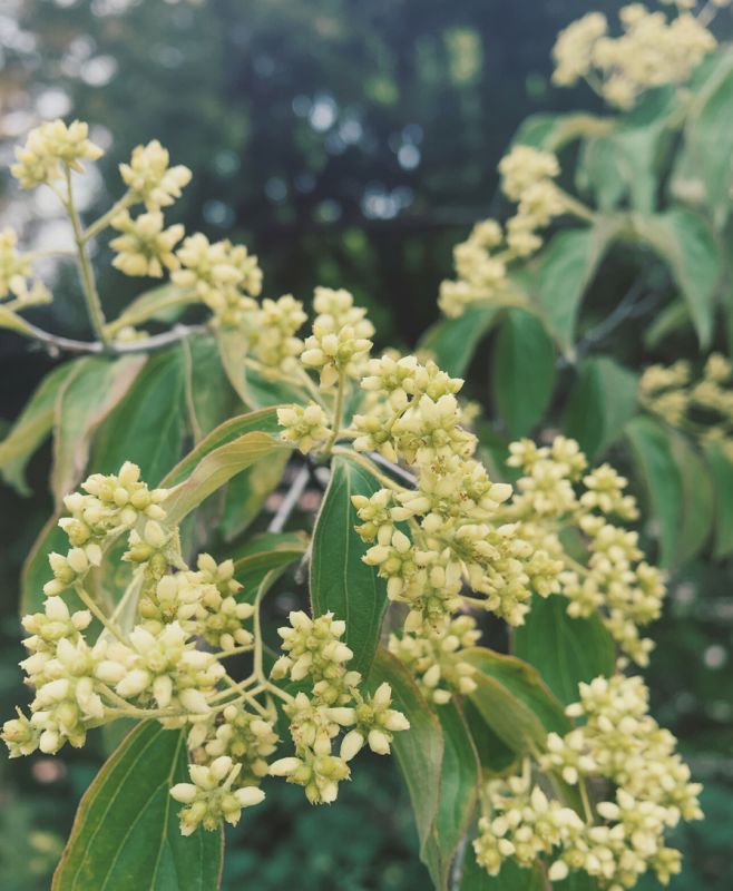 Устали от нецветущих гортензий? Откройте секреты их процветания!