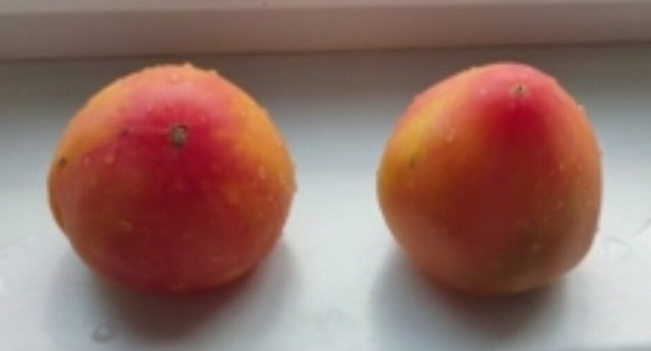 Семена томатов под разными именами: как не запутаться в овощном океане?