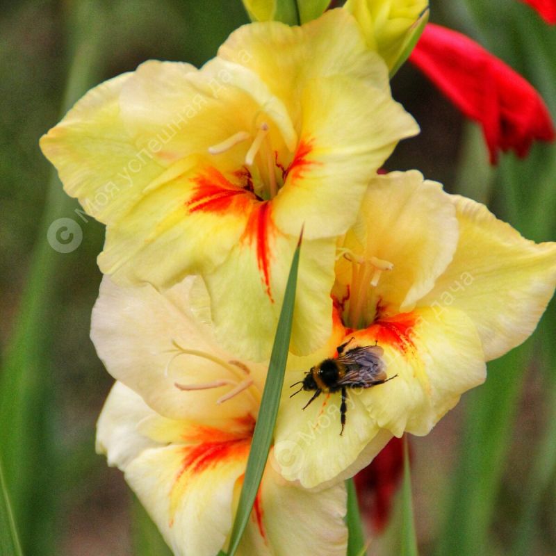 Как подкормка гладиолусов превращает сад в цветущий рай: секреты успешного выращивания