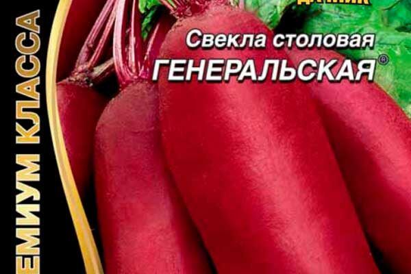 Секреты успешной посадки свёклы Генеральская: от выбора сорта до сбора урожая