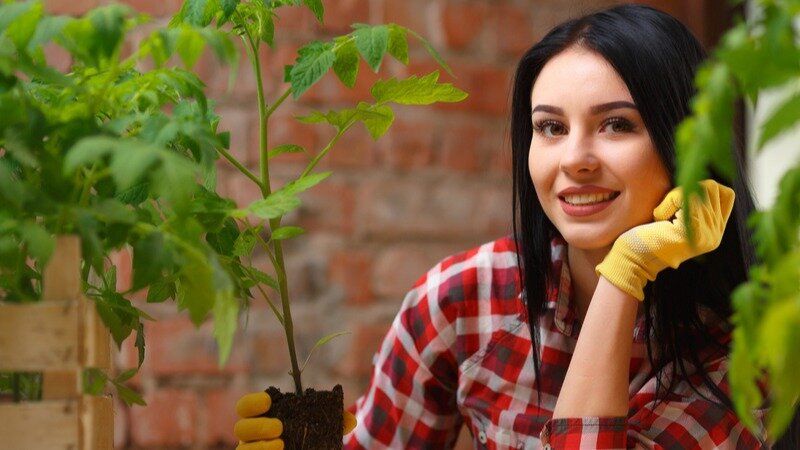 Тайны успеха: как правильно подкармливать помидоры на этапе цветения