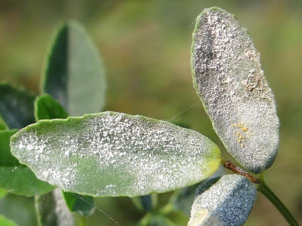 Эффективные домашние рецепты для защиты растений от мучнистой росы