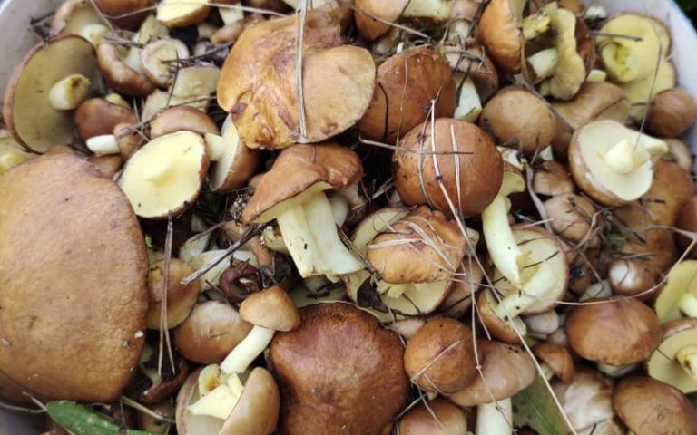 Советы для грибников: как избавиться от масляных пятен на руках