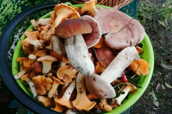 Обязательно сделайте это с лисичками: два простых шага помогут раскрыть вкус грибов