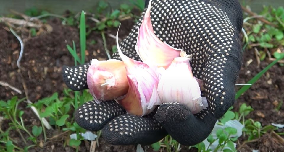 ������ ���� ��� �����: ��� ��������� ������ ������ ������