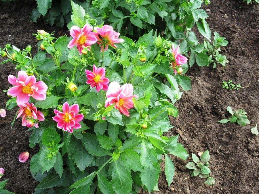 Однолетние георгины: как вырастить красоту без лишних хлопот