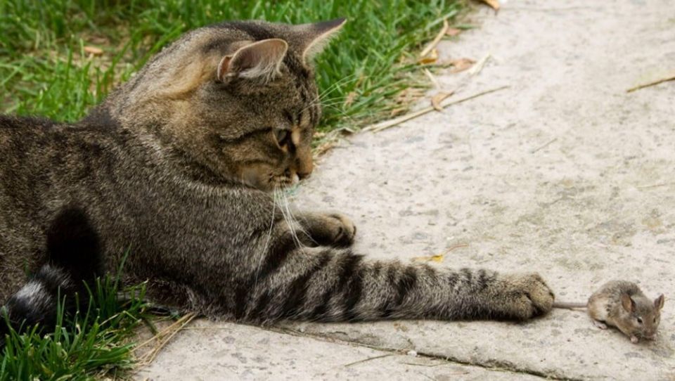 ������ ���� ���� �������� ������: ��������� ����������� ��������� �������� ��������