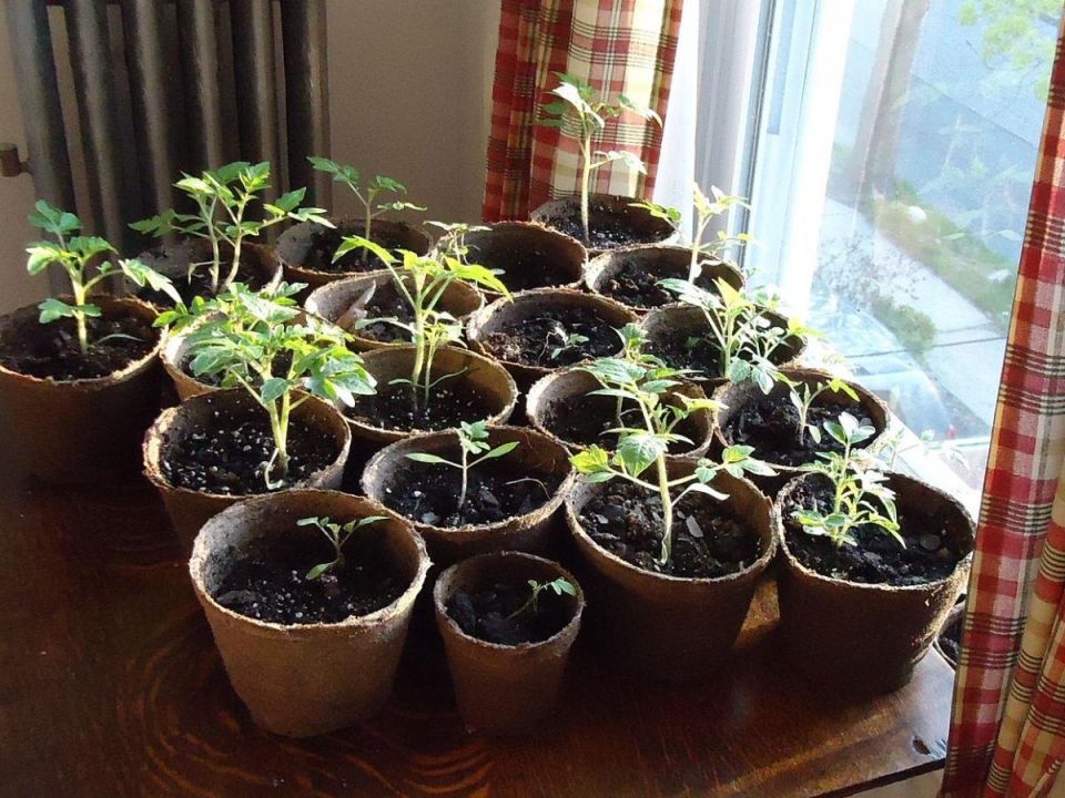 Как избежать слабого урожая: самые распространенные ошибки дачников