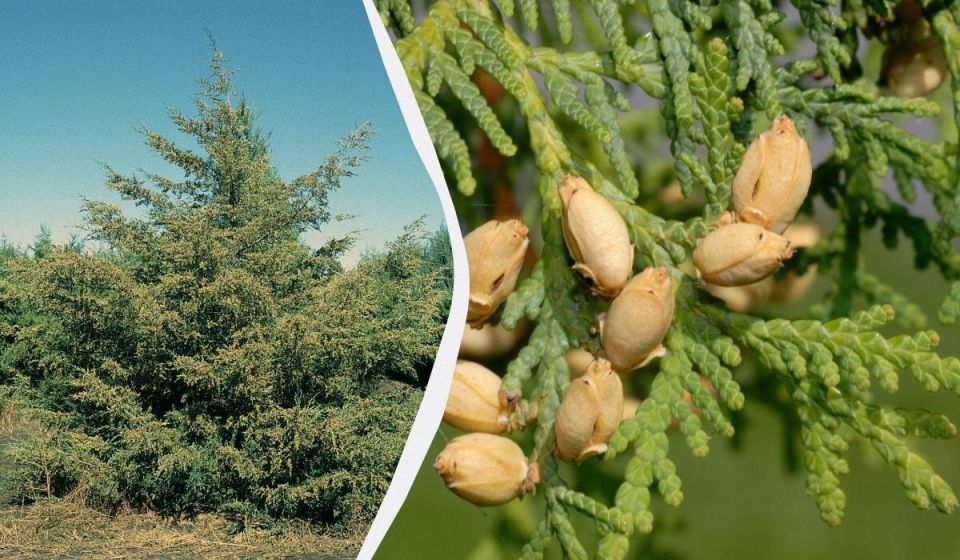 Как не навредить хвойным: лучшее время для обрезки