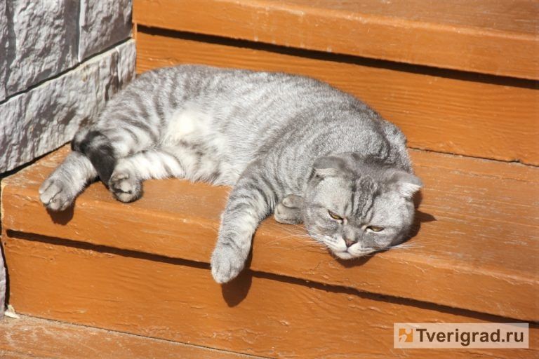 Новые инициативы Госдумы: жесткие меры против жестокого обращения с животными