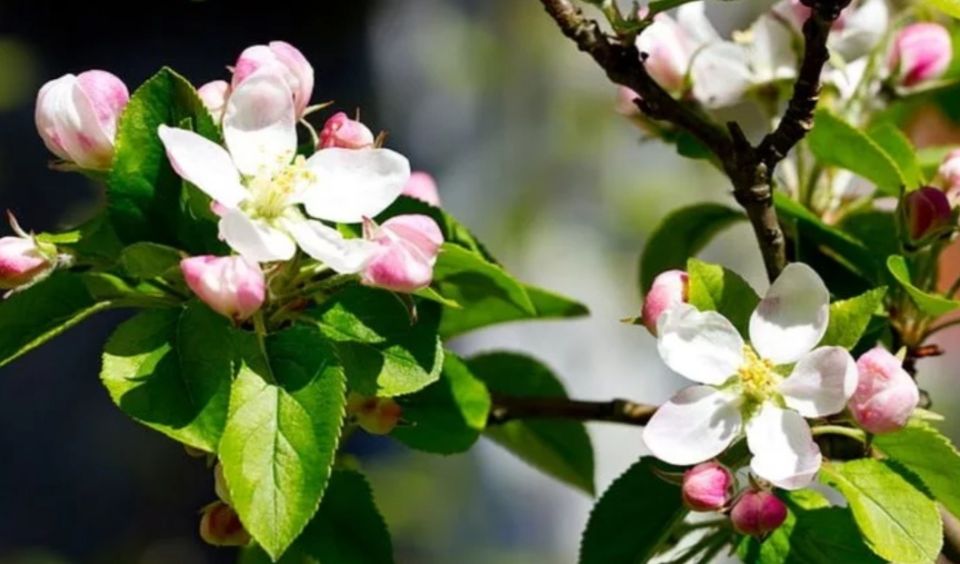 Как резкие температурные колебания повлияют на урожай в этом сезоне?