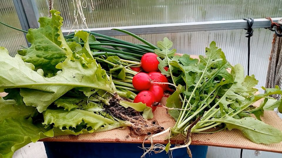 Секреты свежести: как правильно хранить зелень в условиях городской жизни