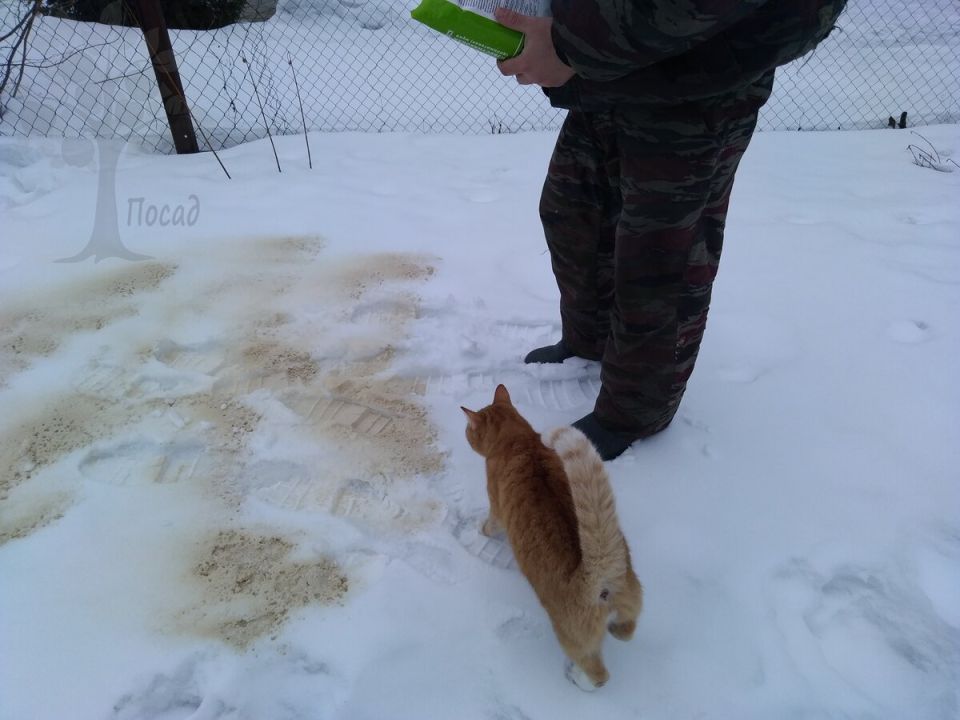 Как правильно известковать почву для здоровых растений