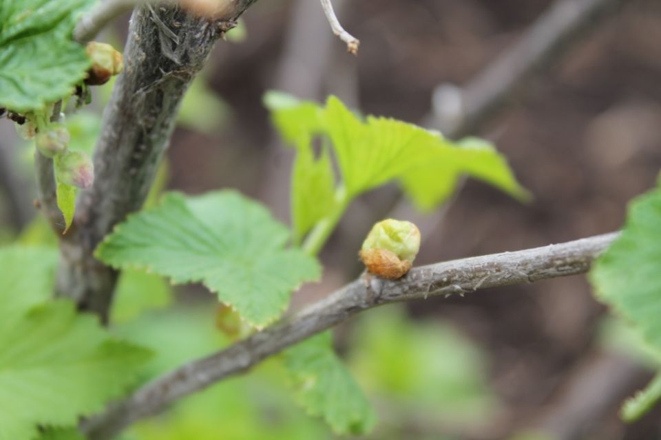 ��� �������� ��������� �� ��������� �����: ������ � ������ ������