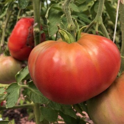 ������������� �������: ����� ������� ������ ��� ������ �������