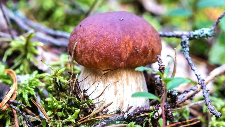 ����� ����