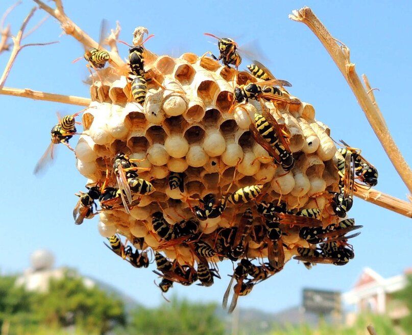 ��� �������� ���������� �� �� �� ����� �������