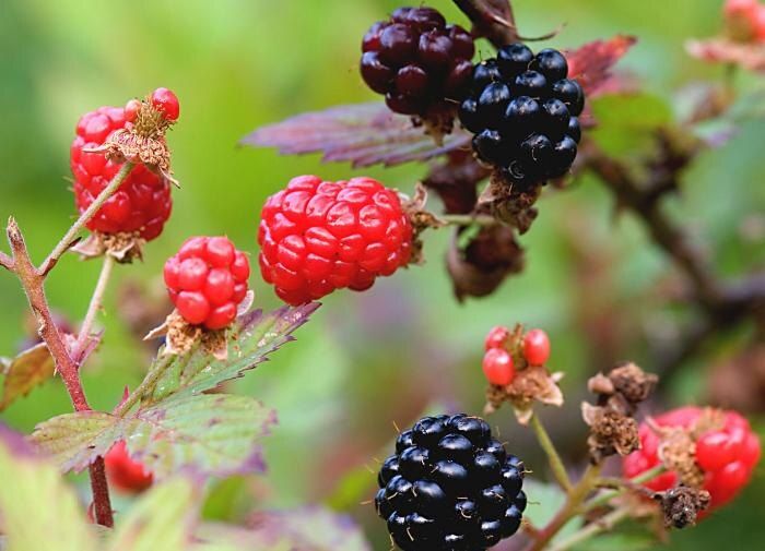 Как защитить ягоды от червей: советы и рекомендации