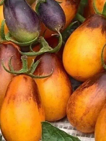 ����� �������� ��� ������: ����� ���������� � ������������ ����