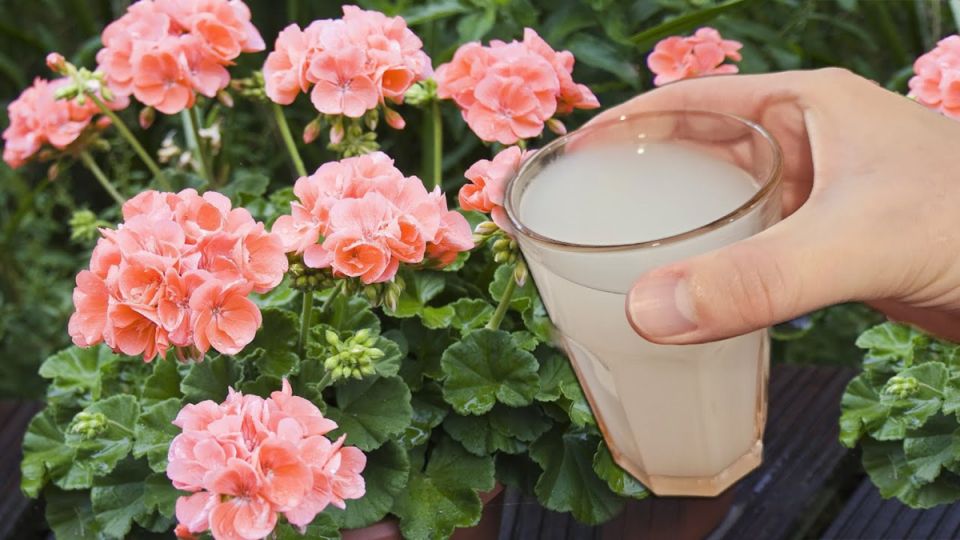 Как правильно заботиться о цветах зимой: секреты успешного цветения