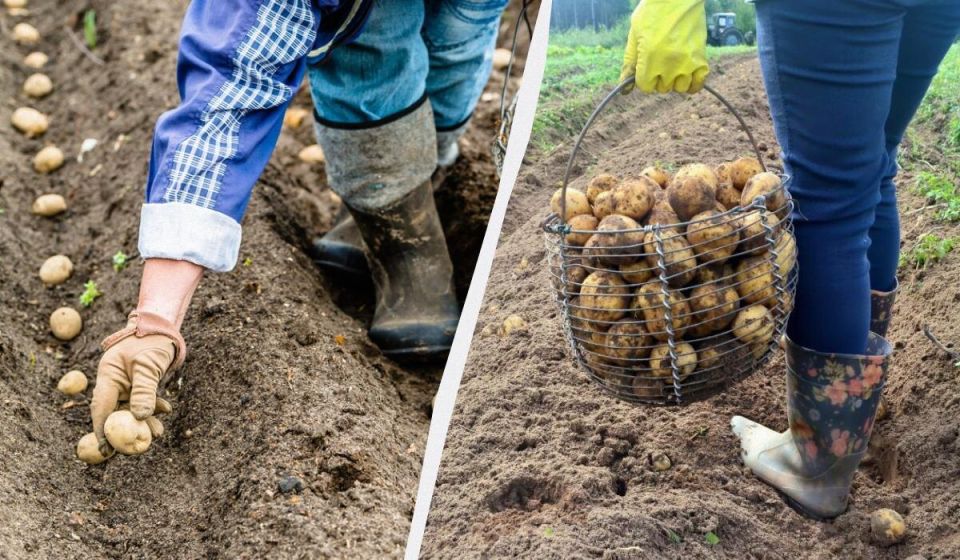 Как получить богатый урожай картошки: секреты посадки в 2026 году