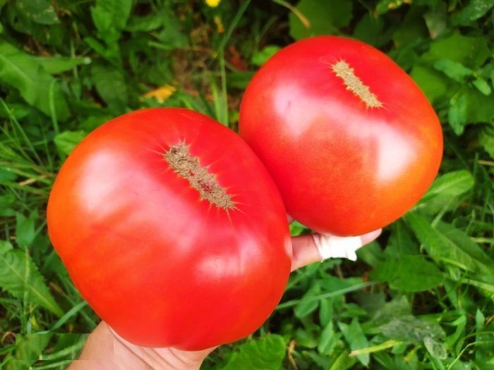 Томат Рубиновые звёзды: секрет успеха для вашего огорода