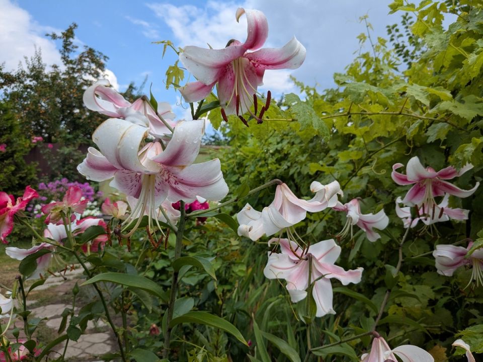 ������ ���� ���� �� �����: ������� ������, ��������� �������