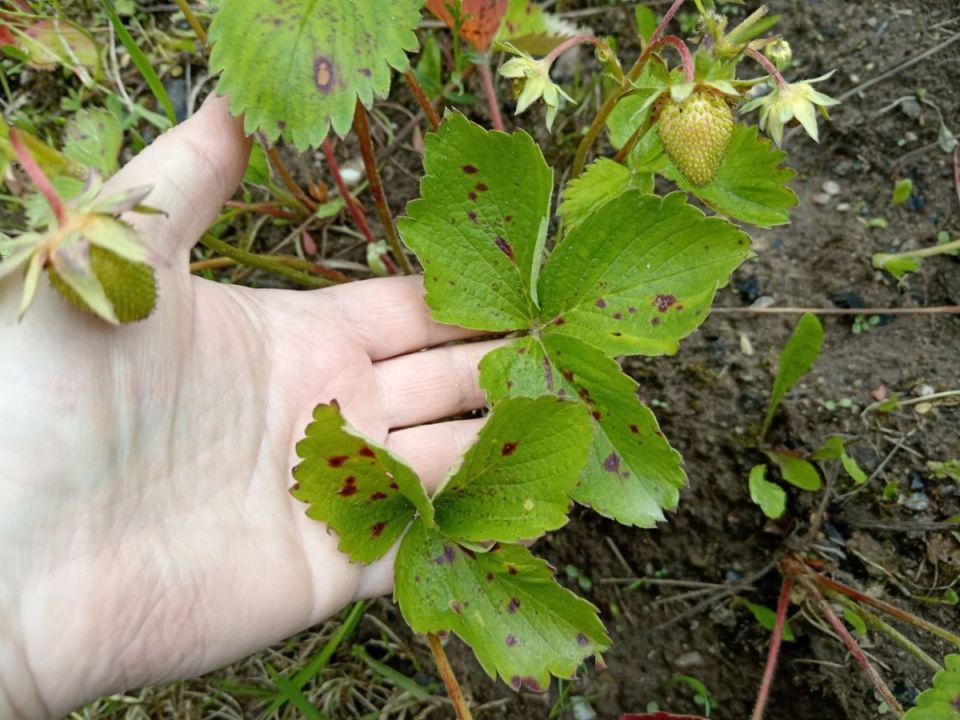 Коричневые пятна на клубнике: как защитить урожай