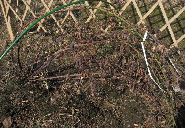 ��� �������� ��������� ���� �� ���������: �������� ������