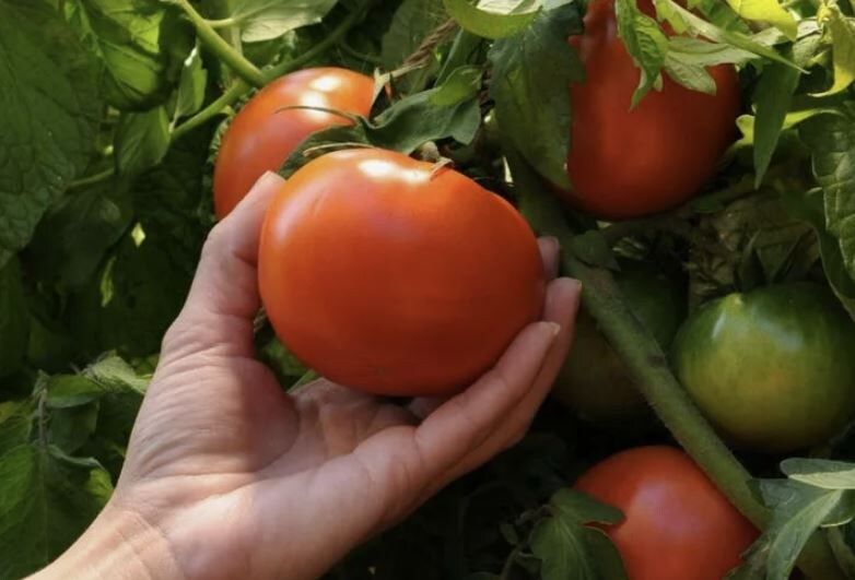 ������� ����� �������: ��� ����� ������ ��������� ��� ������������� ����� � ��������