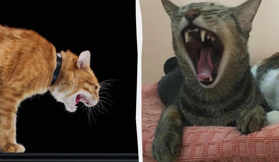 ������ ���� �������: ��������� ���������� �������� ������� ��������