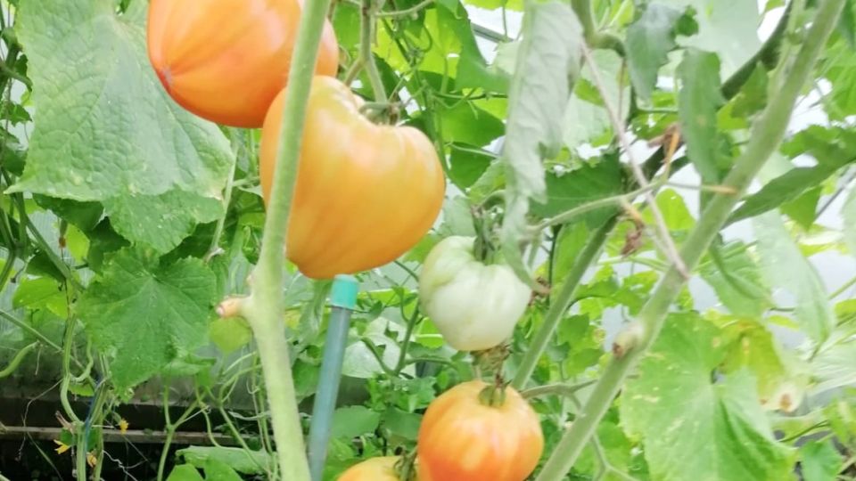 ��� ��������� ������ ����� �� 5 �� � �����: ������� ������ � �����