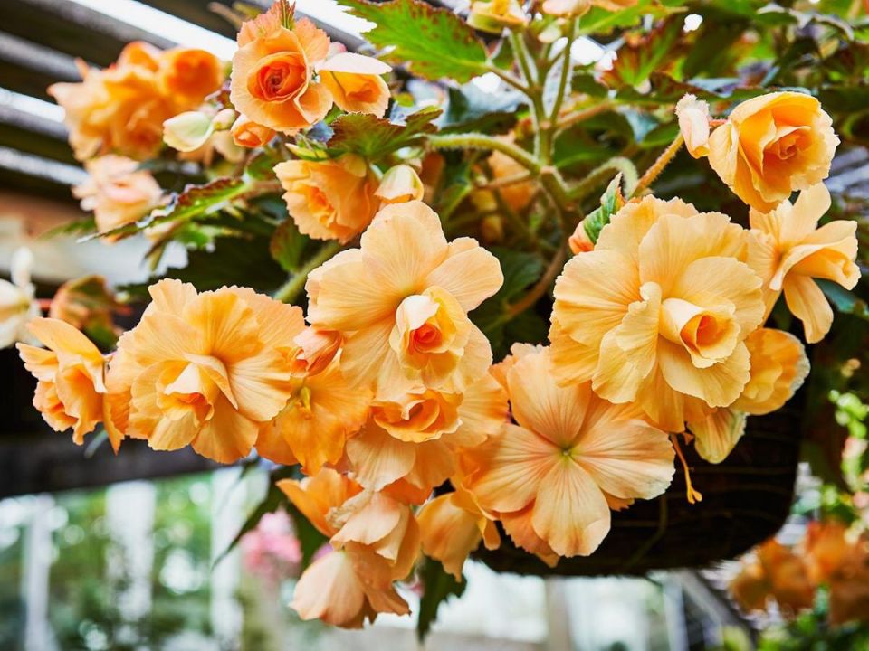 ��� ��������� ������� �������: ������� �������� �������