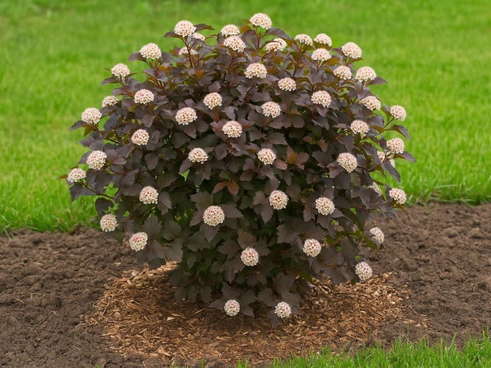 ��� ��������� �������������: ���������� � ����� �����������