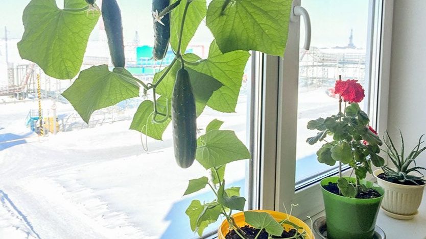 ��� ��������� ������ �� �����������: ������� ��������� ����������