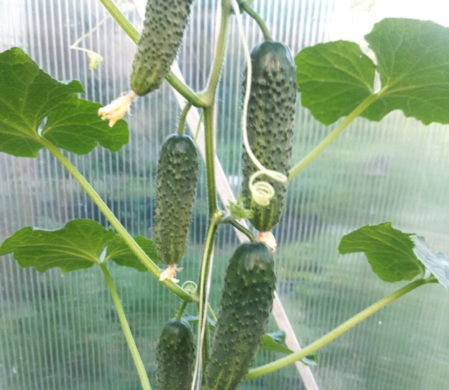 ��� �������� �������� ������� �������: ������� ��������� ������