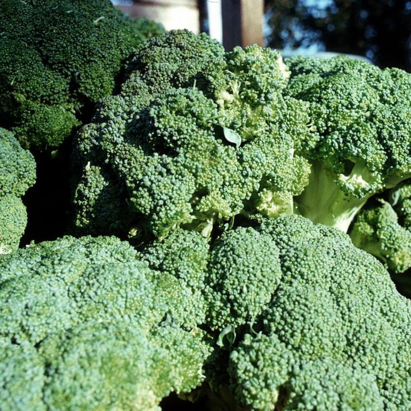 ����-������: ��� ��������� �������� � �������� ��������